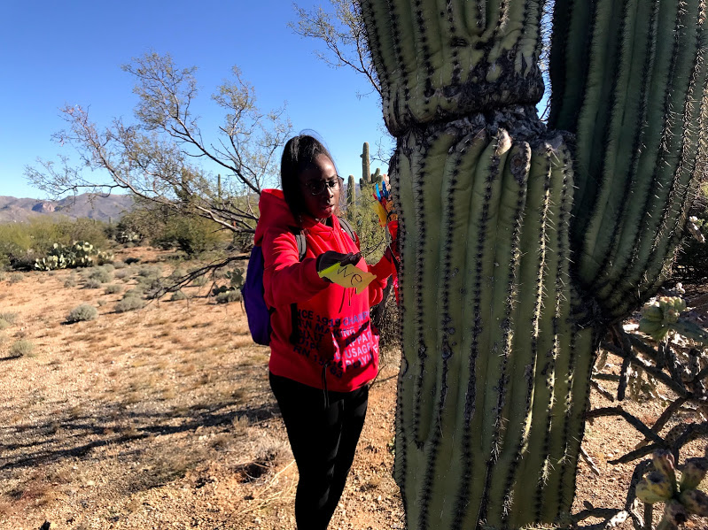 A student sliding a yellow flag through the spines of a saguaro