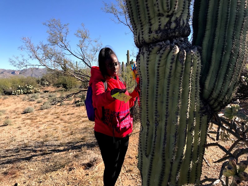 A student sliding a yellow flag through the spines of a saguaro