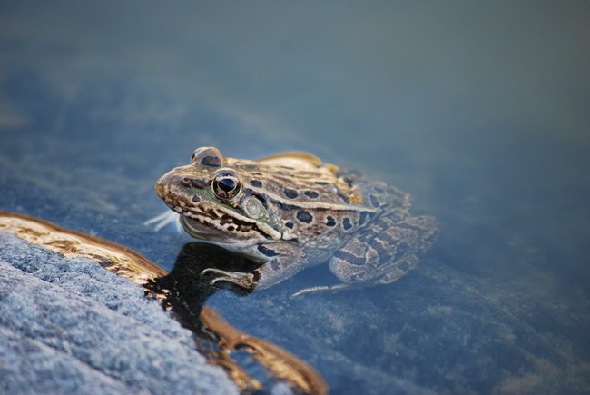 Adult lowland leopard frog on the edge of a bedrock pool, its body partially submerged in water. It has a pattern of brownish spots on its greenish body and a pointed face.