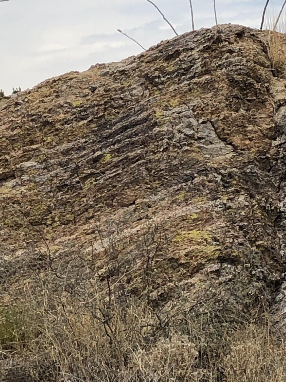 Lichen at javelina rocks