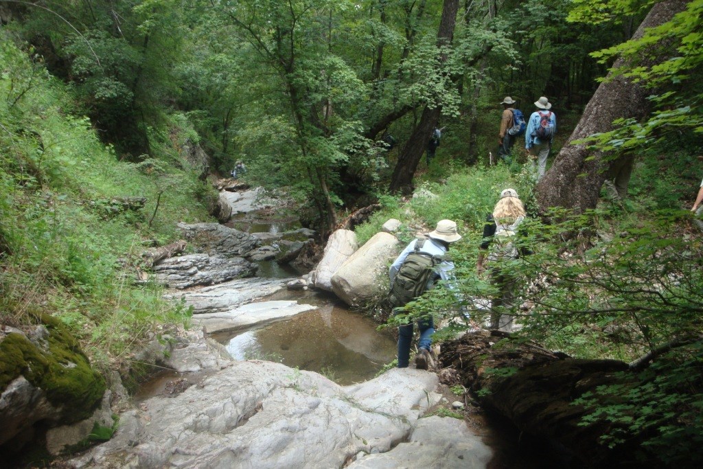 A group of hikers walking along a stream in the forest. There are pools of water scattered in the bedrock channel and the vegetation is very green and lush.