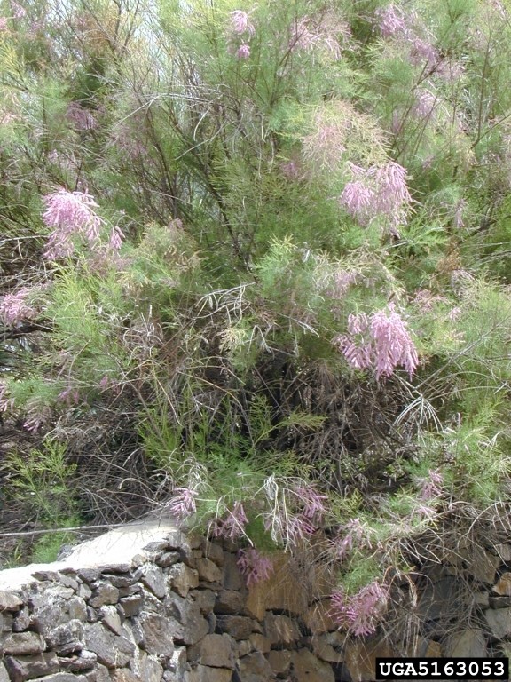 Large green shrub with feathery green branches some with pink tips.