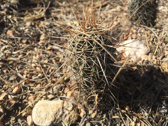 infant saguaro