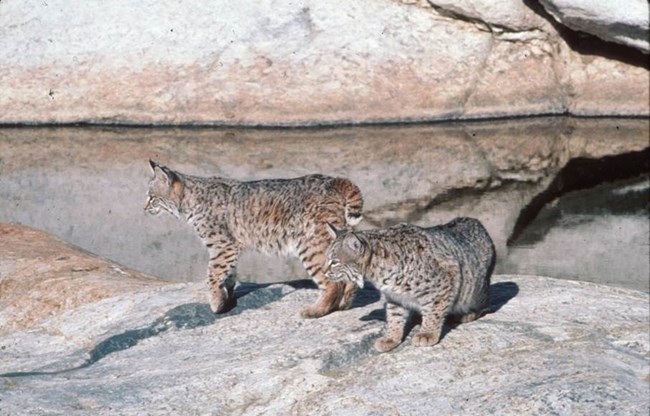 Two bobcats standing at the edge of a tinaja