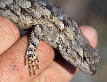 Photo of the front half of a lizard held in a hand.