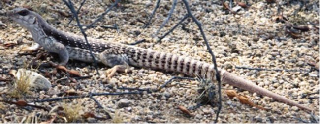 Lizard with spots and stripes in a natural setting.