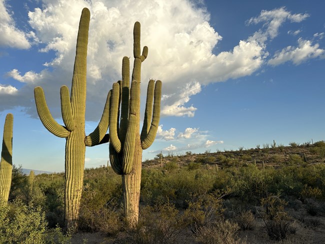 saguaro arms