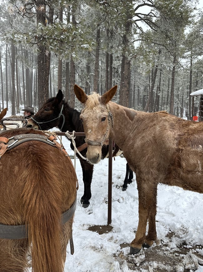 SAGU mules manning