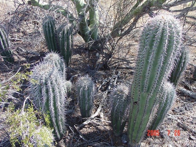 Looking uner a green palo verde tree, 10 small Saguaros sit under the shade (ranging from 1 to 2 feet tall)