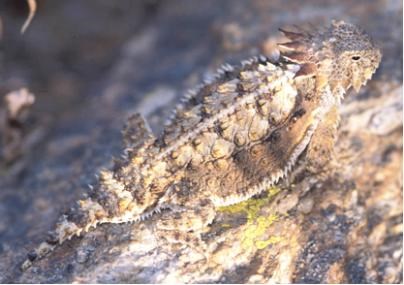 Lizard on a rock with lichen.