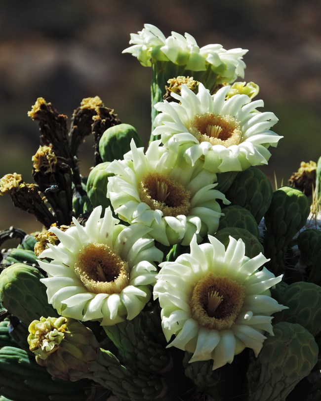 5 large white saguaro flowers on top of a Saguaro. A few closed buds surround the open flowers.