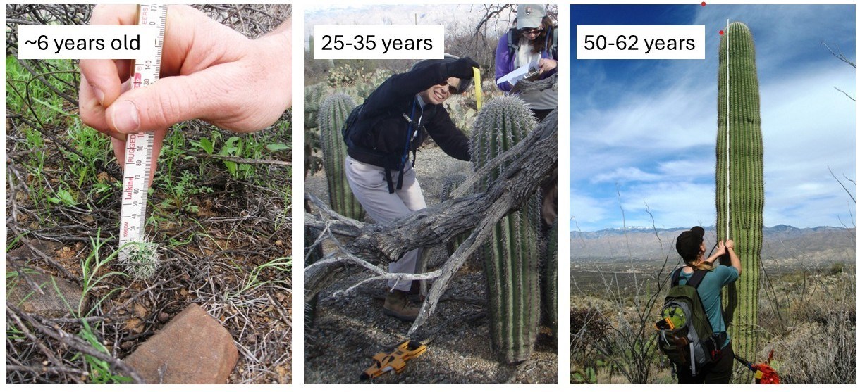 3 images side by side, each showing saguaros at different ages. From left to right; 6yrs, 30yrs, and 60yrs.