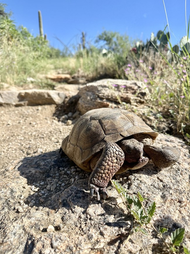 tortoise