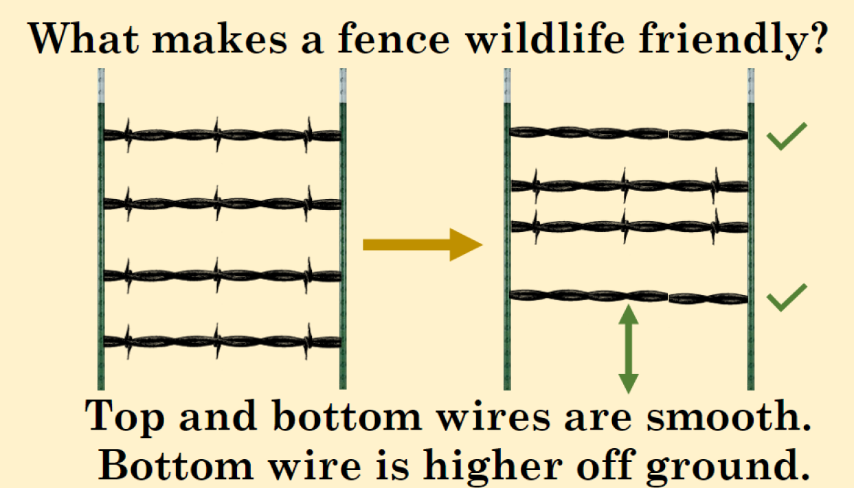 Comparison graphic. On the left, a typical fence is shown with 4 strands of evenly spaced barbed wire. On the right, a wildlife friendly fence is shown with smooth wire on the top and bottom strands, and the bottom wire is higher off the ground.