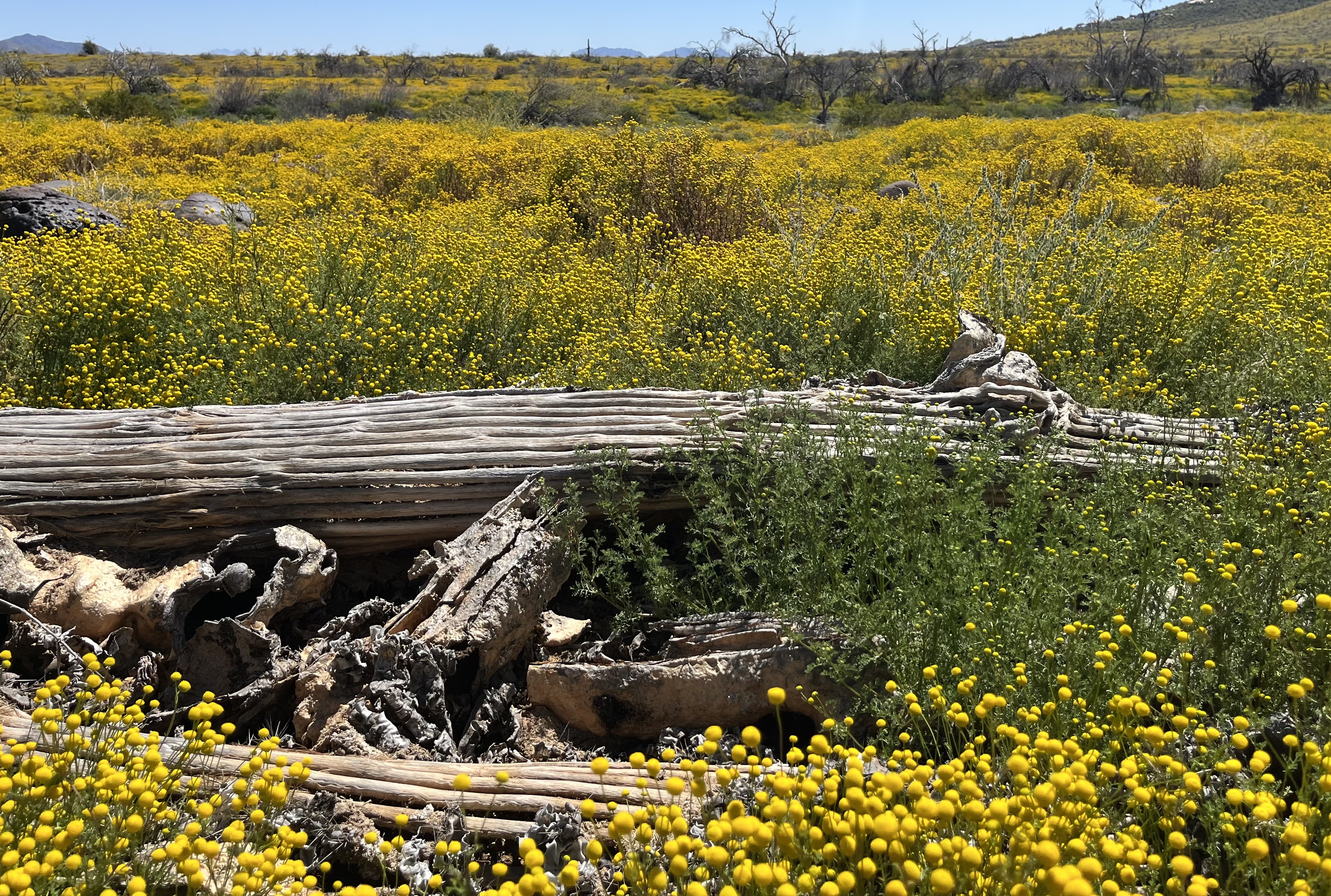 Small bright yellow flowers fill the landscape around a fallen saquaro.
