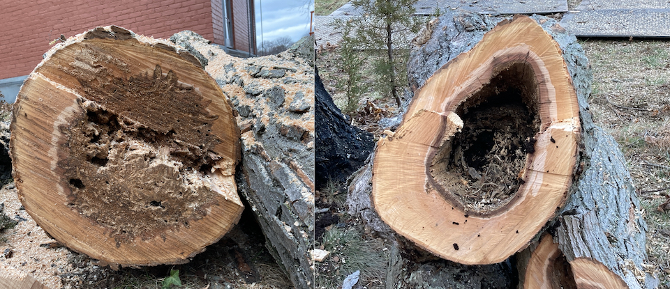 Examples of Wood Deterioration