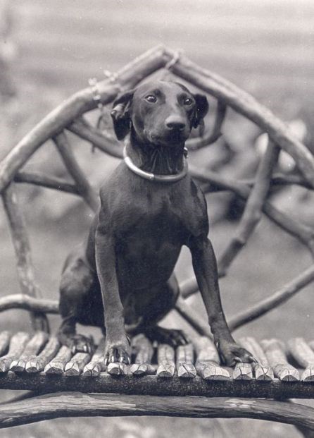 A small black dog sits facing the camera on a chair made of branches.