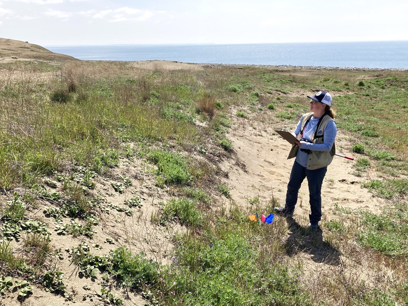 A biologist conducts a field study in the sand dunes at American Camp