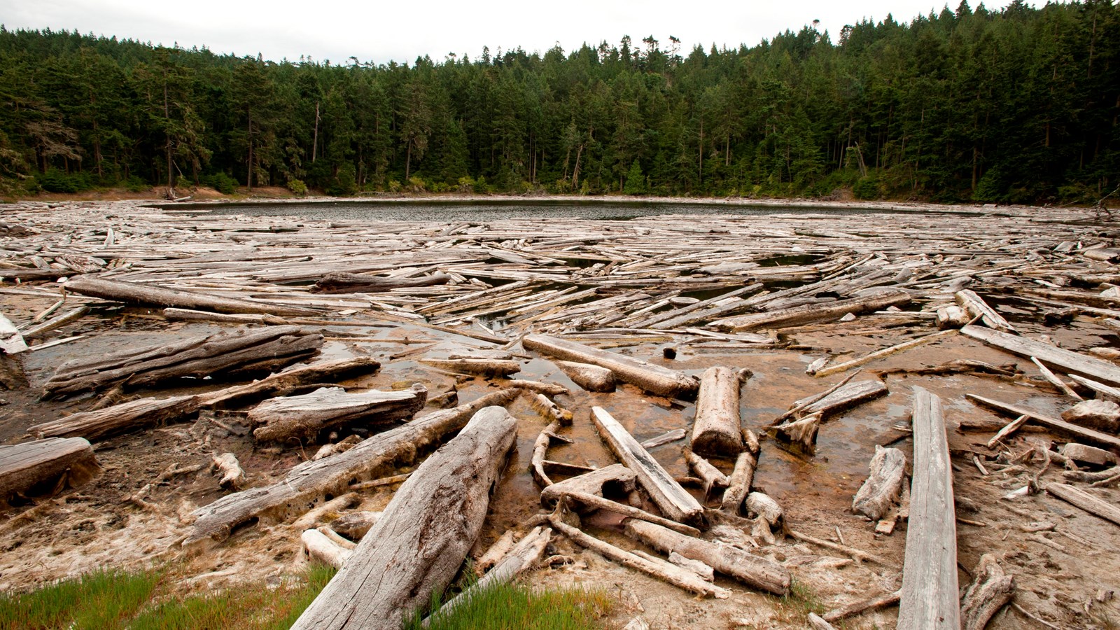 a lagoon filled with driftwood