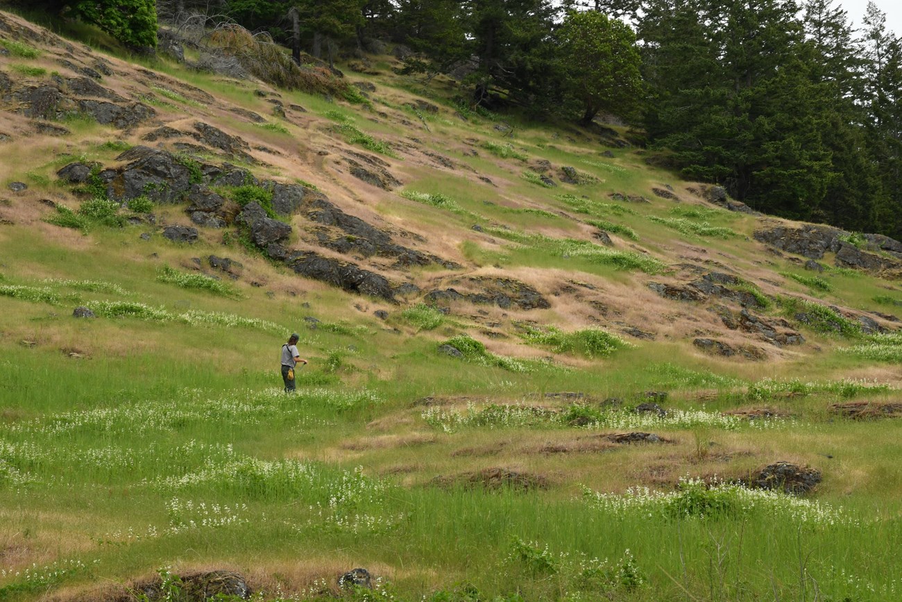 A hill with prairies and a man walking on it