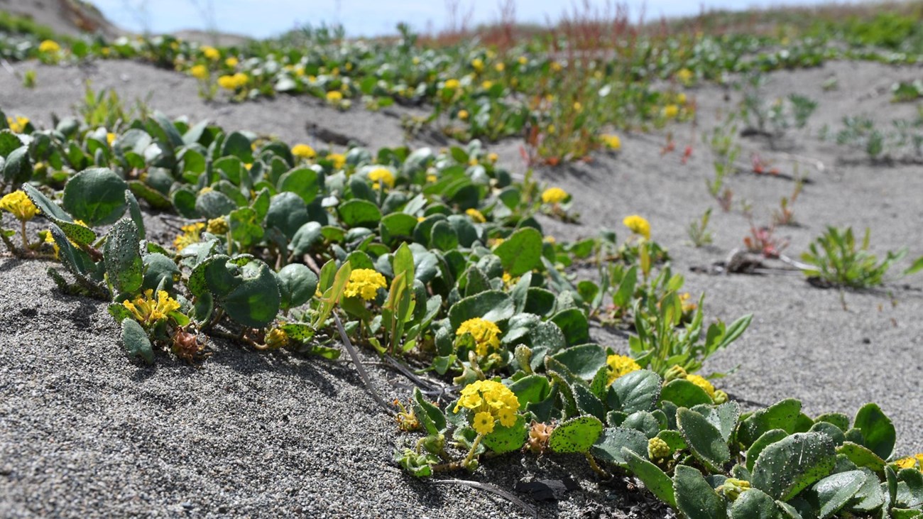 Green plants with yellow flowers growing on a sand dune
