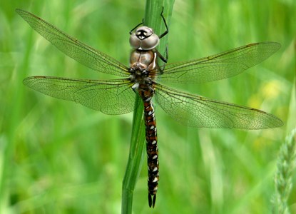 American Camp Dragonfly