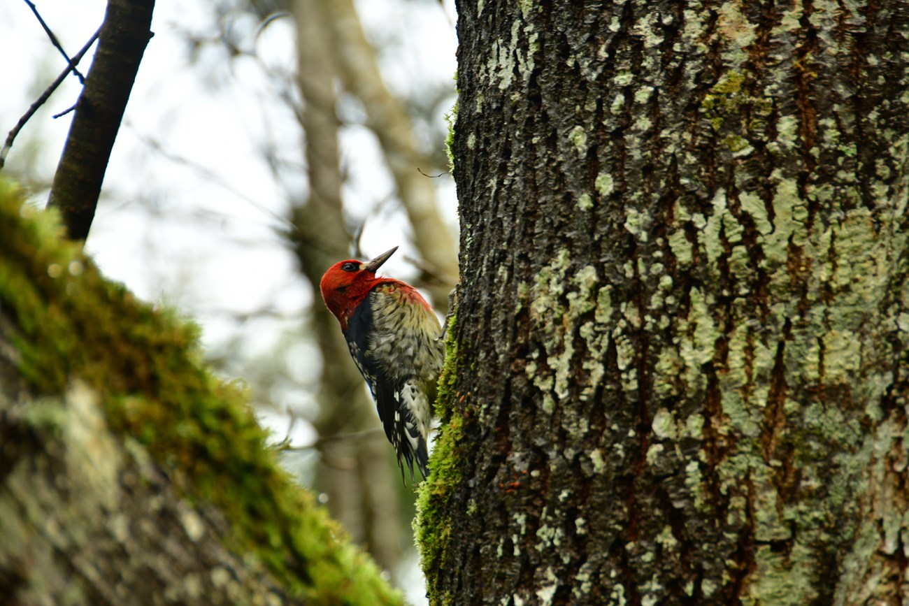 a closeup of a bird on a tree
