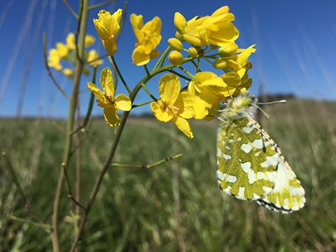An island marble butterfly clinging to a mustard plant.