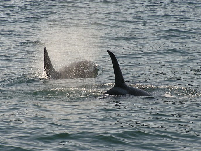 bigstockphoto_Killer_Whales_2403567