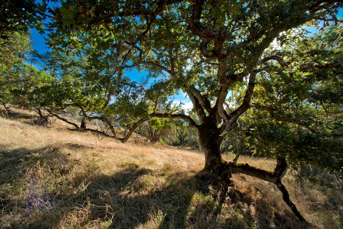 garry oak gary