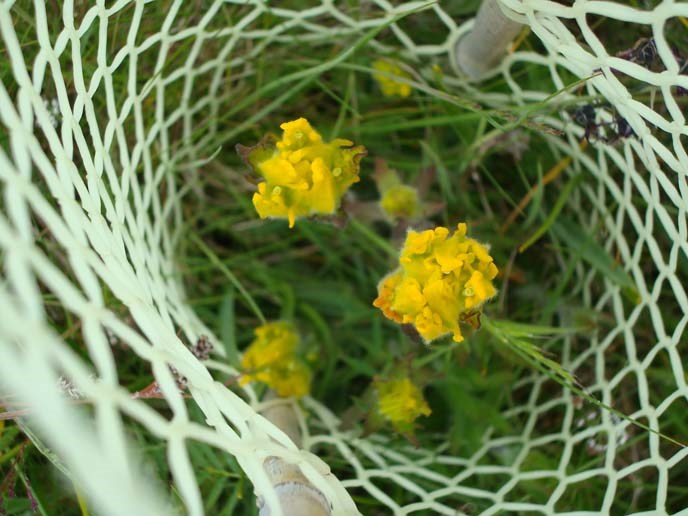 golden paintbrush in tube