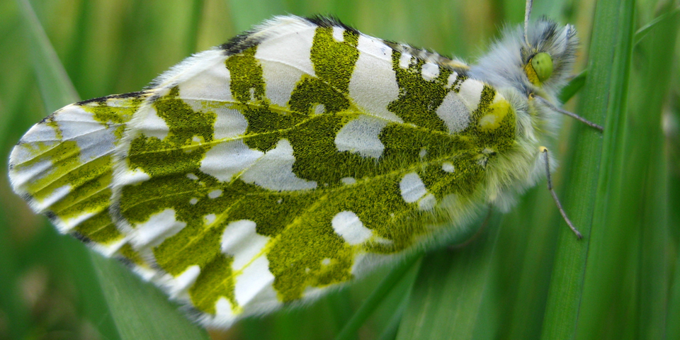 The green and white Island Marble Butterfly resting on a green plant.