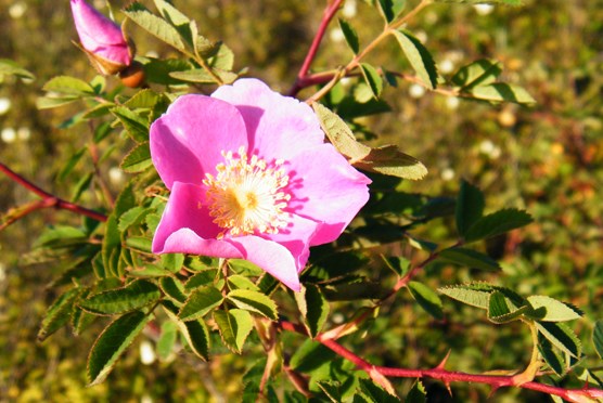 nootka rose