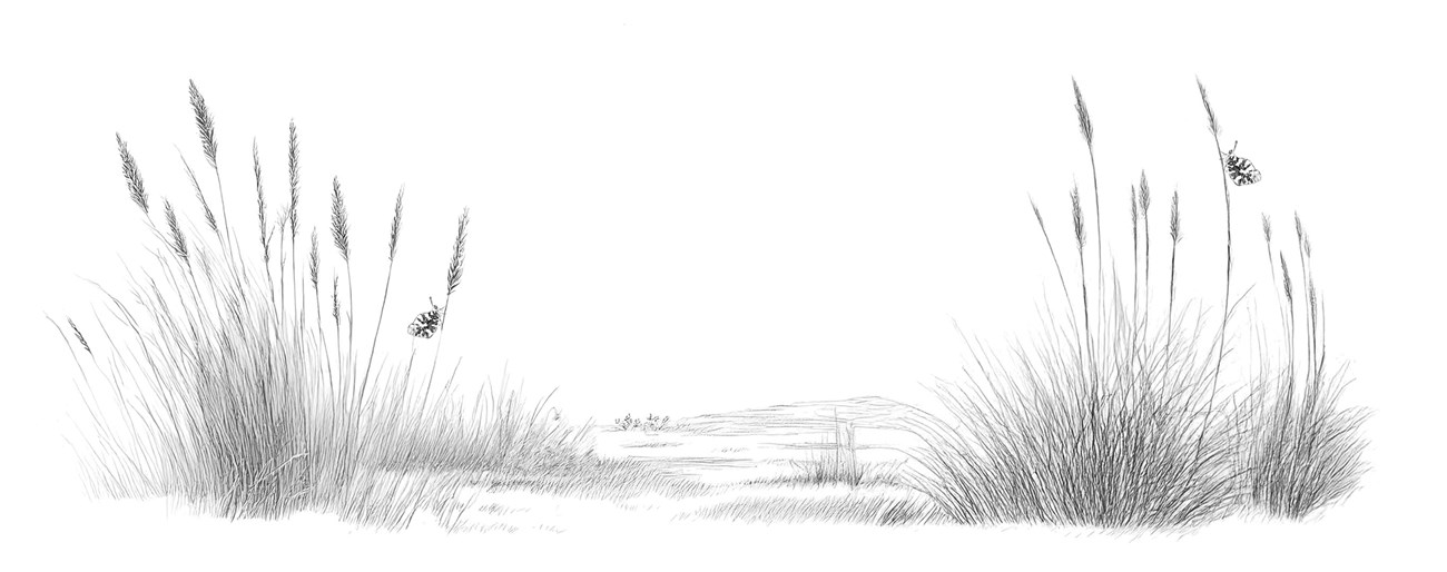 A sketch of prairie grass with butterflies