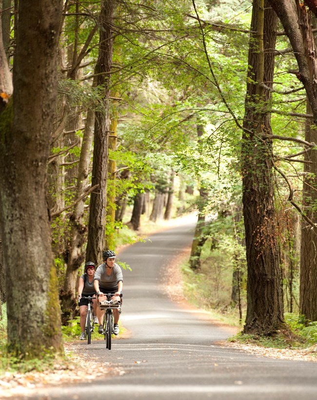 Two people biking on a paved road surrounded by trees.