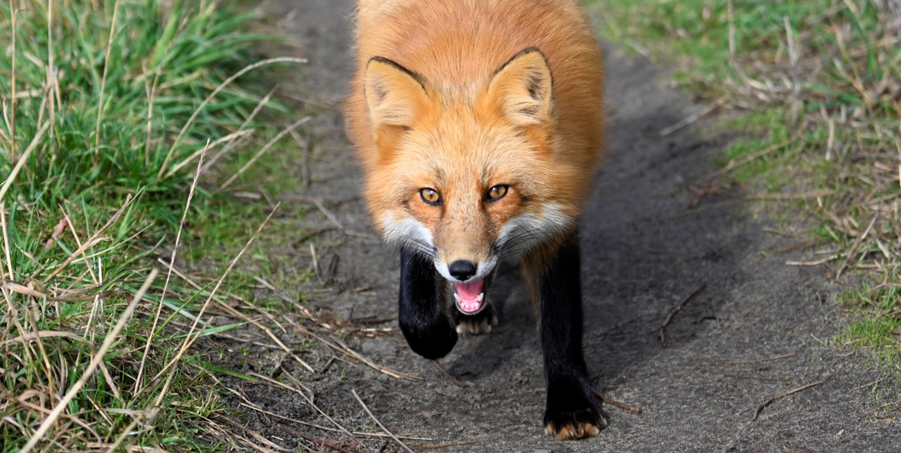 A red fox with black legs walking down path toward viewer.