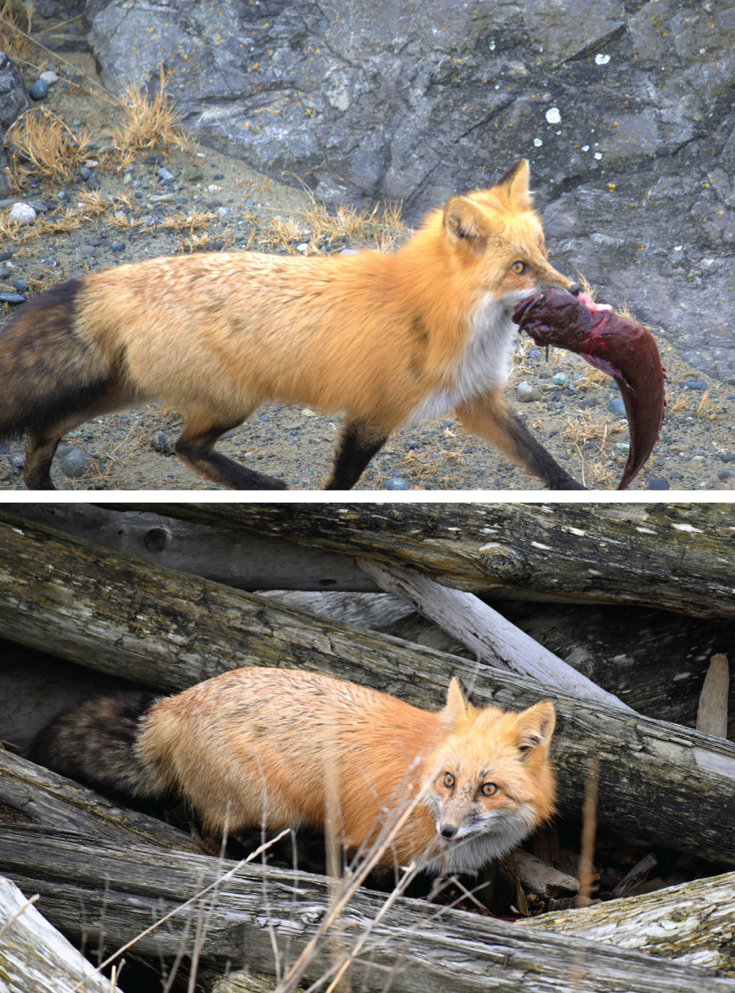 Two photos of same fox. Top image: fox is trotting with dead fish in mouth. Bottom image: fox is peering out from logs with wide eyes.