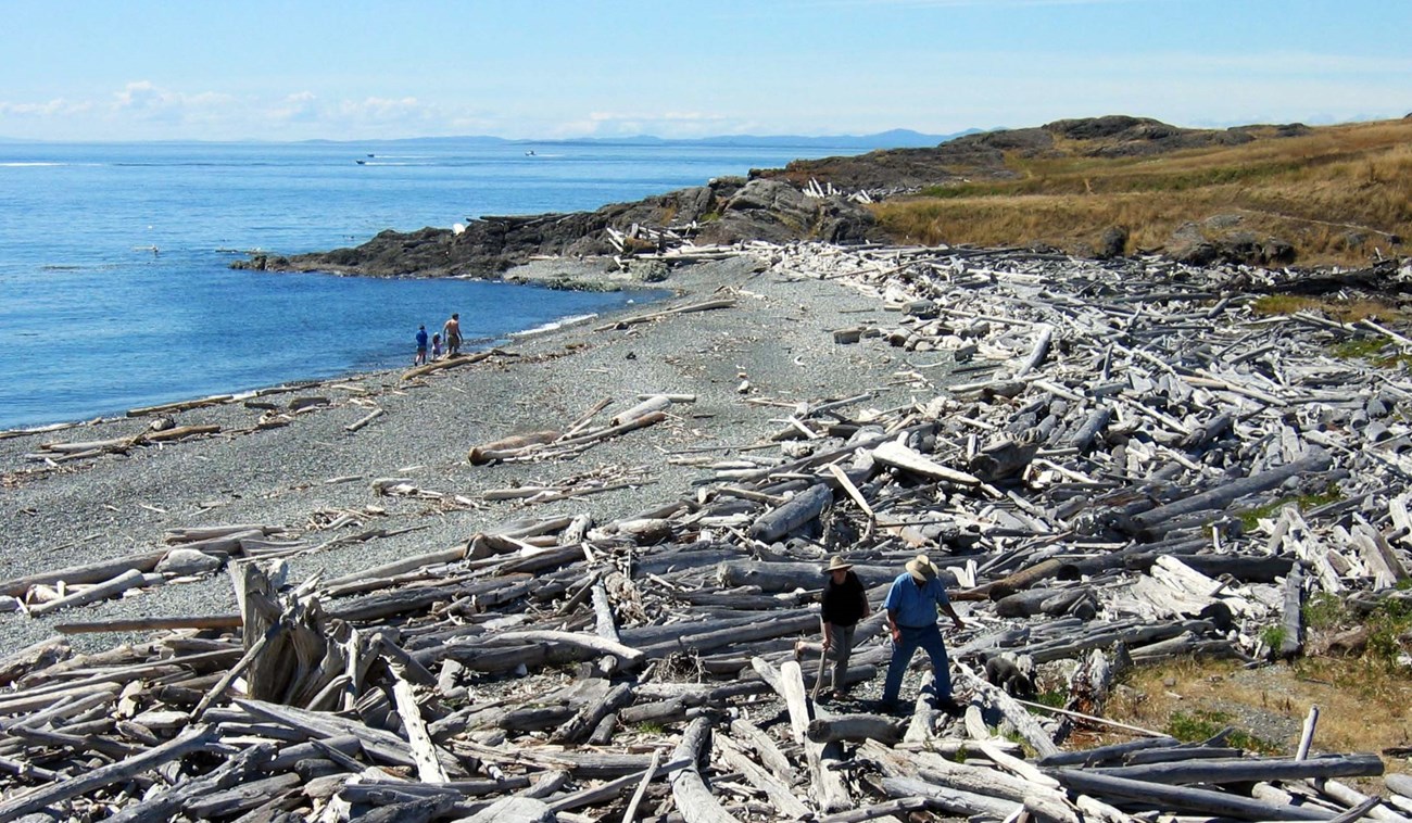 beach with blue skies, gray sand, and white driftwood