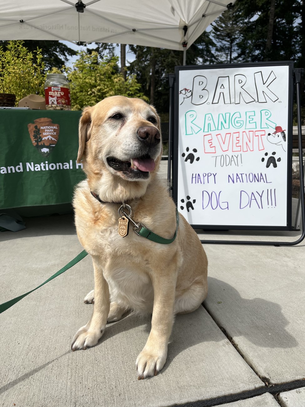 A blonde dog sitting in front of a board that reads "Bark Ranger Event Today"