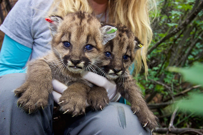 Kittens P-36 and P-37 in February 2015. | Photo: National Park Service