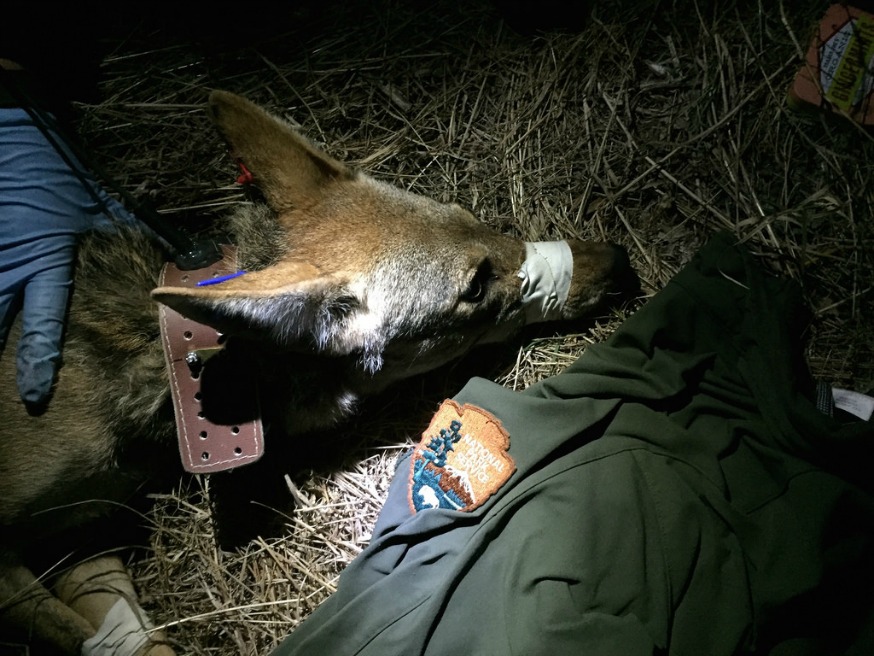 Sixth Coyote Tracked as L.A. Urban Coyote Project Marks One Year