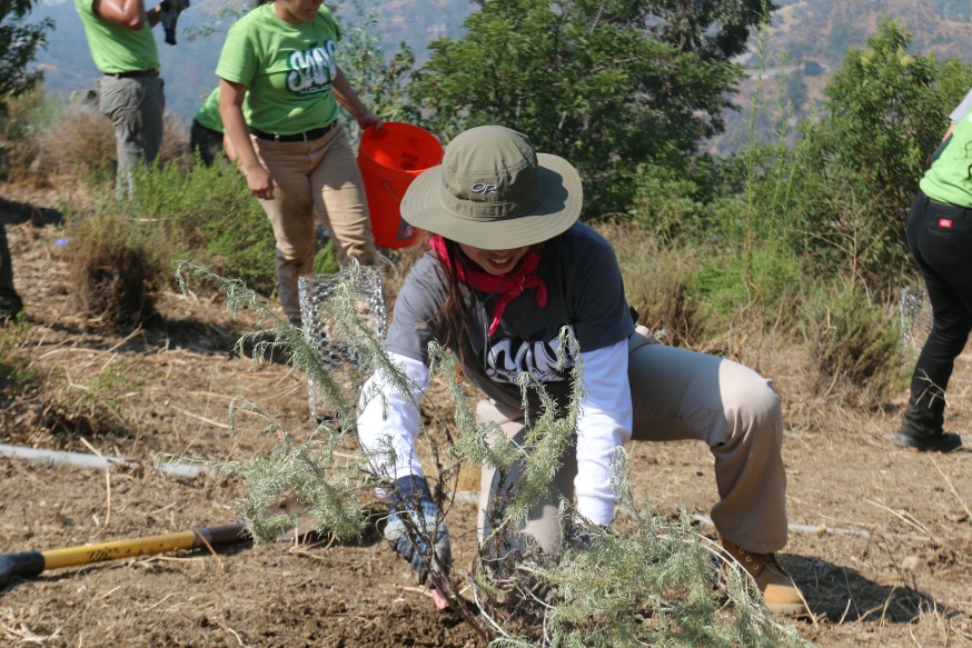 A SAMO Youth at Griffith Park works on habitat restoration.