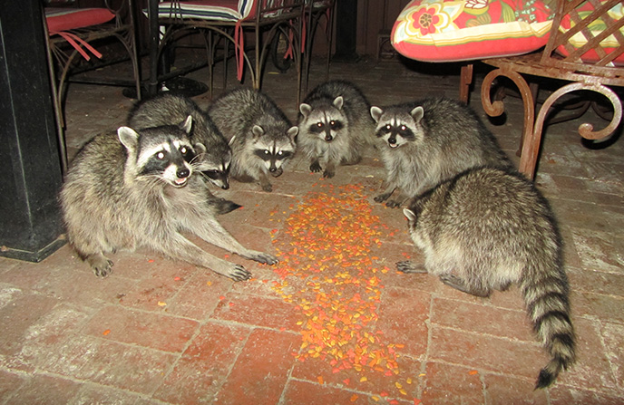 Six raccoons eating pet food on the patio floor.