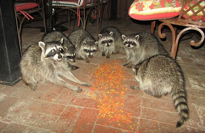 Six raccoons eating pet food on the patio floor.