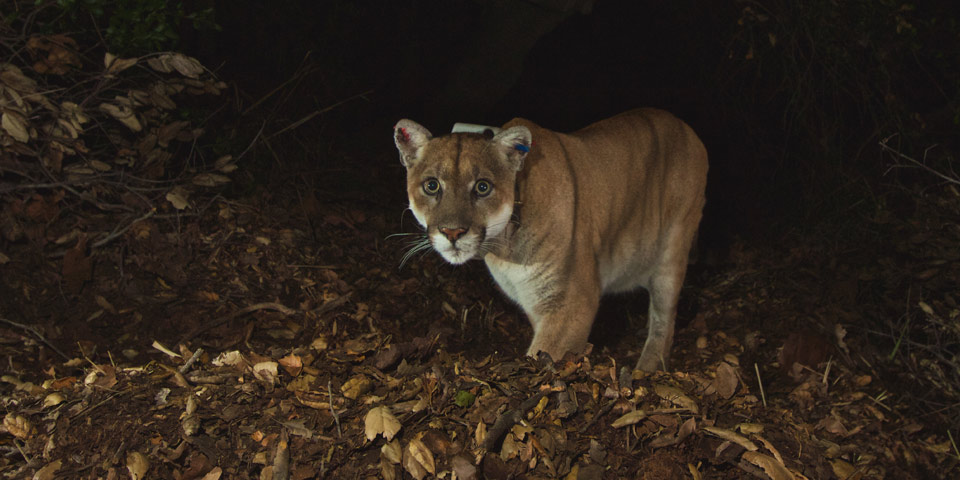 A mountain lion with a radio collar looks directly at the remote camera
