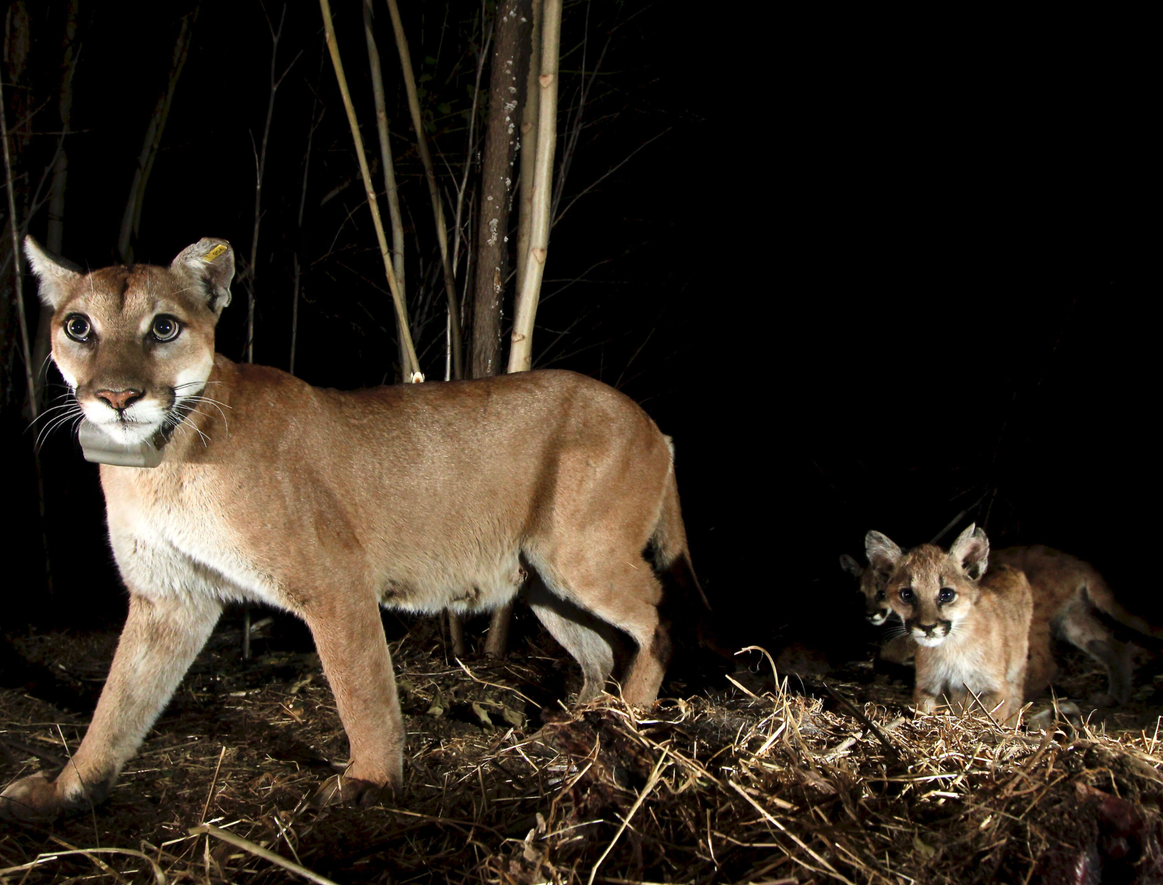 Mountain Lion looking into camera at night with kittens walking behind.