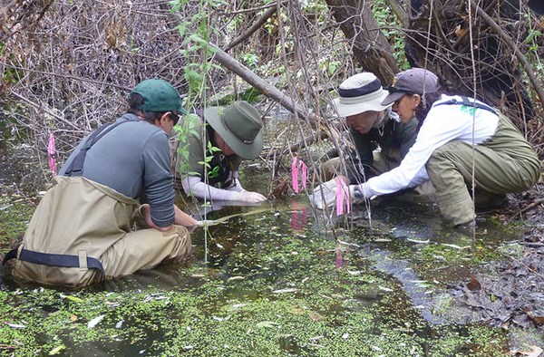 A group of biologists kneel in a stream to extract egg masses for relocation.