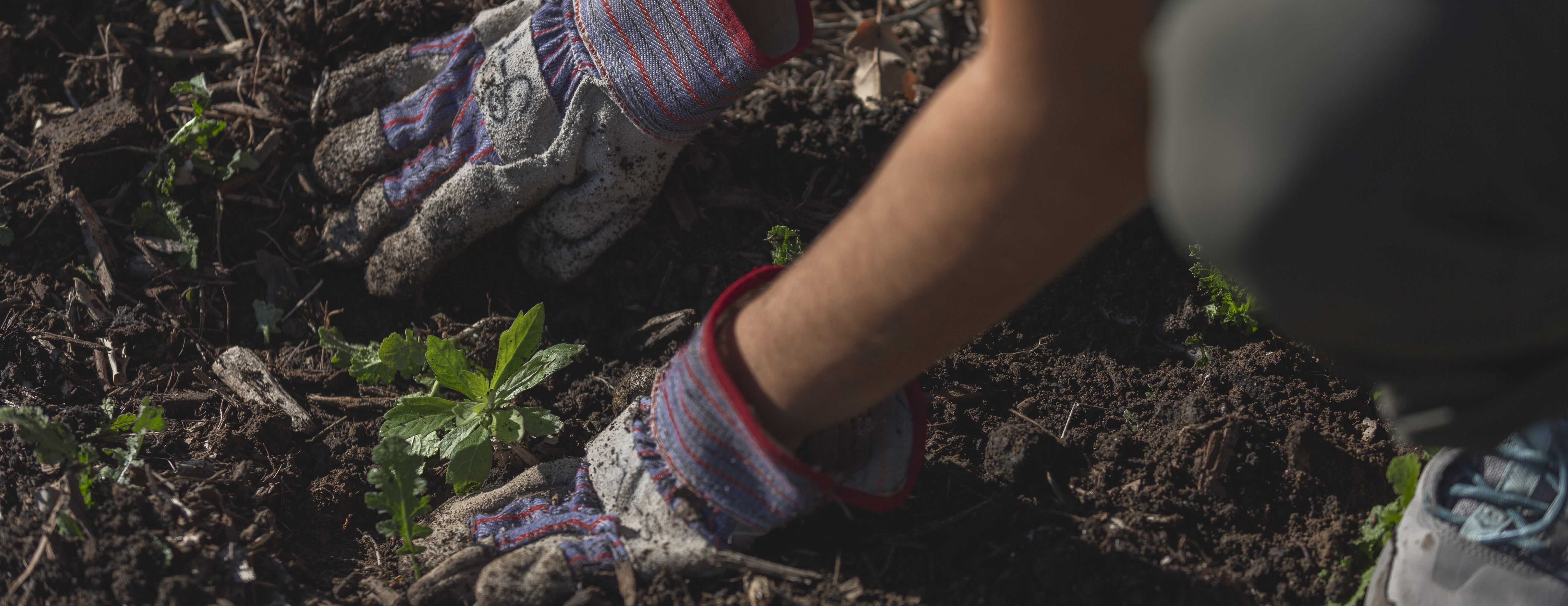 Two hands wearing gardening gloves patting down soil around plant.
