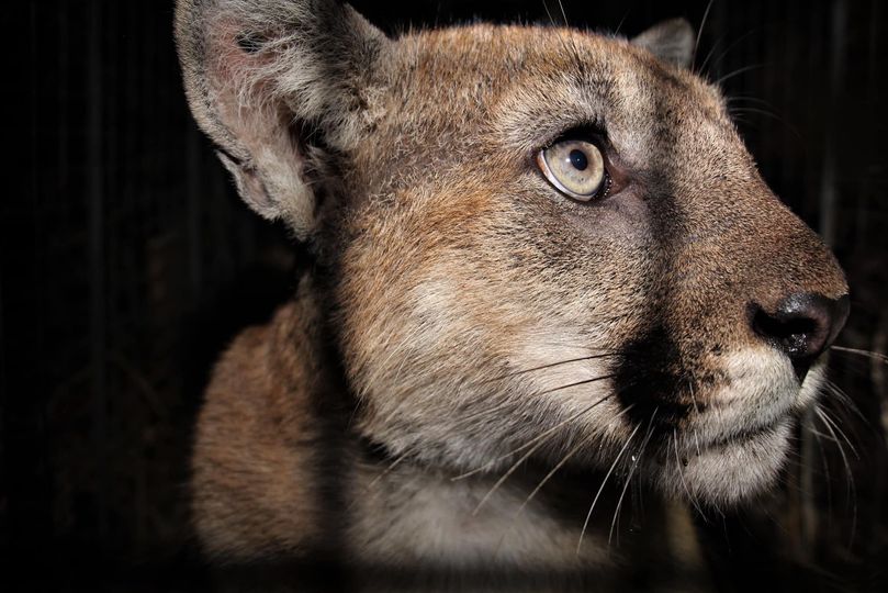 a close-up of a mountain lion's face