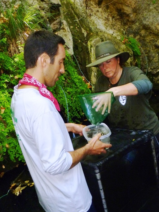 Biologists take tadpoles from mesh holding pens.